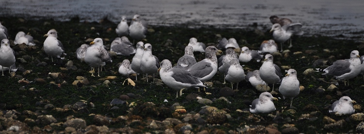 seagulls